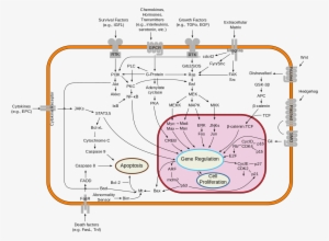 Signal Transduction Pathway - Signal Transduction Pathways #2155206