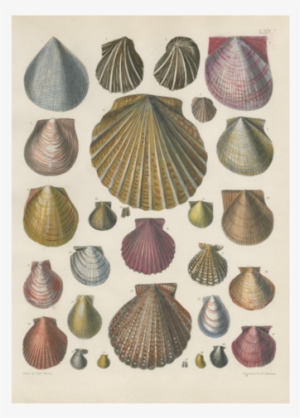 Shells - Pierre Antoine Poiteau - Conchology Iv Gouttelette #2155234