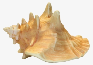Conch Png Image - Conch Png #2155310