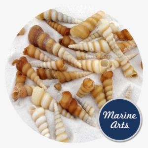 Screw Shells Medium - Bead #2155398