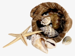 Ракушки Png Без Фона #2155504