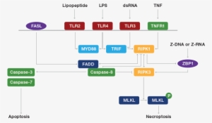 Necroptosis Pathway - Necroptosis Pathway Necroptosis #2155709