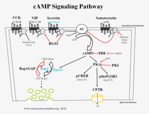Pathway Camp Panc , - Camp Pathways #2155750