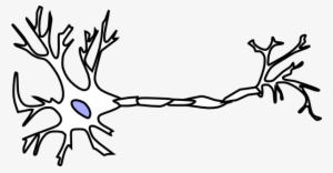 Picture Transparent Download Biology Free Collection - Brain Neuron Clip Art #2157748