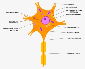 Neuron Or Nerve Cell - Nervous Tissue Neuron #2157805 Neuron Or Nerve Cell - Nervous Tissue Neuron #2157805