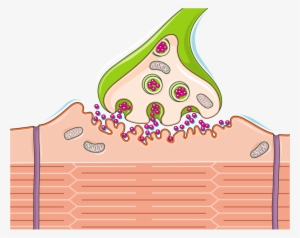 Neuromuscular Synapse - Synapse #2158055