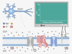 Neuron Action Potential #2158076