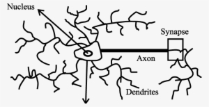 Basic Components Of A Neuron - Hummus Recipes By Laura Sommers 9781542617727 (paperback) #2158138 Basic Components Of A Neuron - Hummus Recipes By Laura Sommers 9781542617727 (paperback) #2158138