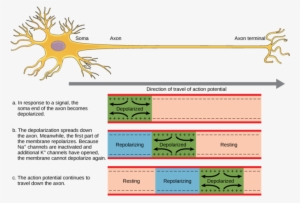 Image - Neuron Axon Action Potential #2158252
