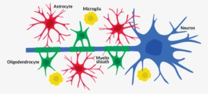 Brains Clipart Neuron - Celulas Gliales Y Neuronas #2158256 Brains Clipart Neuron - Celulas Gliales Y Neuronas #2158256