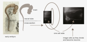 Neuro1 - Adult Neurogenesis #2158323