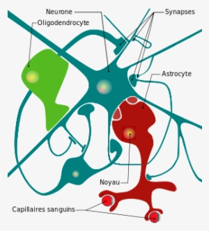 Cell Drawing Neuron - Neuron Diagram With Glial Cells #2158329