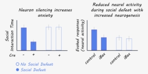 Hippocampus1800 - Portable Network Graphics #2158374