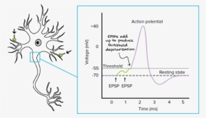 Download Head Clipart Neuron Action Potential Synapse - Diagram #2158407