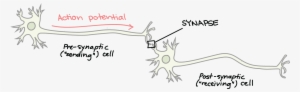 Receiver Of Neurotransmitters #2158554