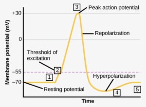 Formation Of An Action Potential - Action Potential Steps - Free ...