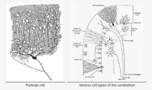 Png Transparent Download Overview Of Neuron And - Beautiful Brain: The Drawings Of Santiago Ramon Y Cajal #2158627