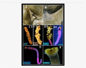 Sand Castle Reef, (b) In Between The Two Rocks, (c1) - Visual Arts #2160452