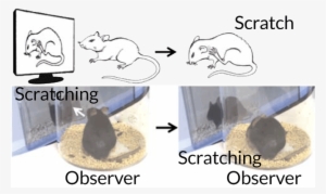 Scratching Mice - Mice Itch #2160641