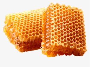 How Much Does It Cost To Start Beekeeping #2160814