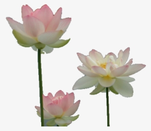 Drawing Chinese Water Lily - Water Lilies Transparent #2161365