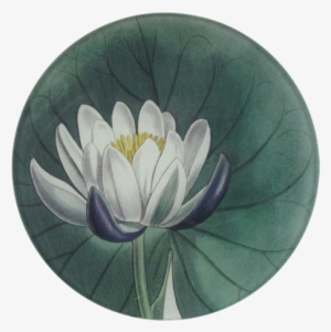 Water Lily Water Lily - Water Lilies #2161489