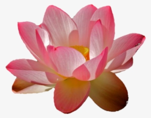 I'm - Transparent Water Lily Png #2161513