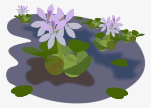 Common Water Hyacinth Aquatic Plants Water Lilies Pond - Water Hyacinth Clipart #2161584