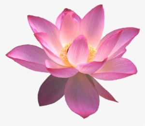 Contact Us About This Article - Lotus Flower Transparent Background #2161712