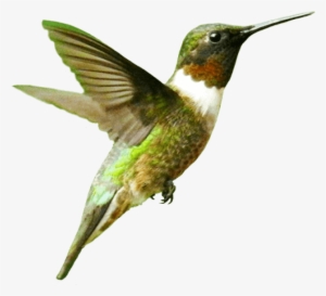 Free Png Bird Png Images Transparent - Humming Bird Png #2163044