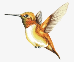 Image Of A Rufous Hummingbird - Ruby-throated Hummingbird #2163344
