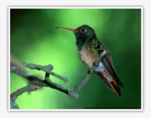 Buff-bellied Hummingbird - 2006-2007 Class Trip Directory South West Central #2163409