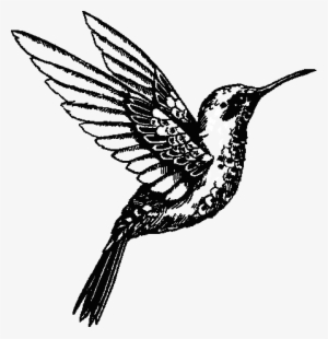 Hummingbird - Pittock Mansion #2163413