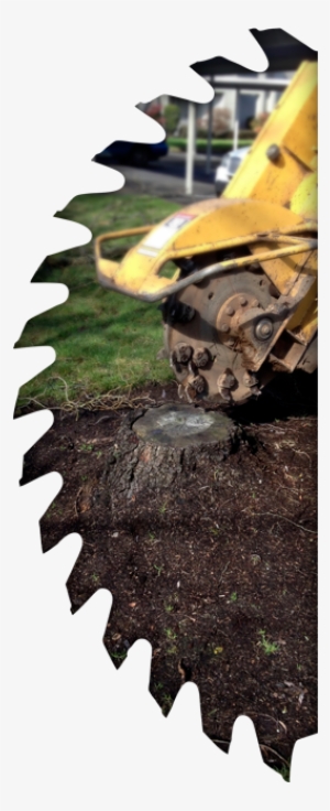 Stump Grinding And Removal - Lame Scie Circulaire 65 #2163530