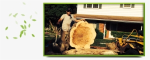 Stump Removal - Phillips Tree Care #2163679