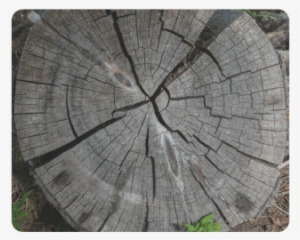 Dried Tree Stump Rectangle Mousepad - Plank #2163680