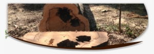 Stump Grinding Qualified Tree Surgeons - Bath #2163842