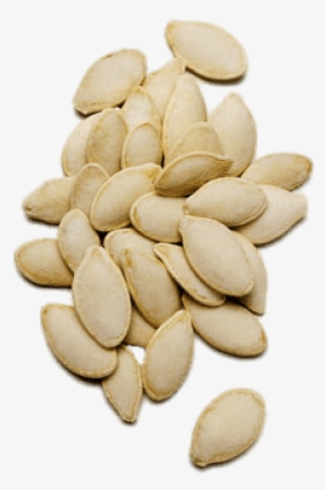 Semilla De Calabaza Larga #2164400