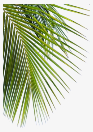 Original Red Stripe Jamaican Lager Beer - Png Red Stripe Beer #2164712