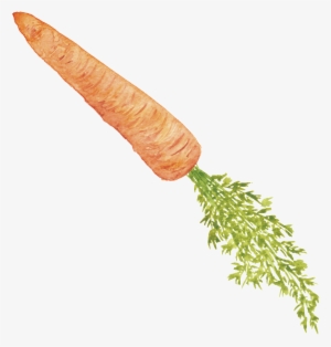 Orange Hand Painted Carrot Cartoon Vegetable Kitchen - Carrot #2165344