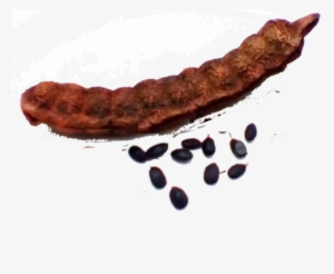 The Legumes Of Acacia Concinna , Form A Considerable - Cervelat #2165441