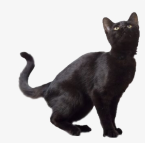 Black Cat Png Free Download - Black Cat Transparent Background #2165610