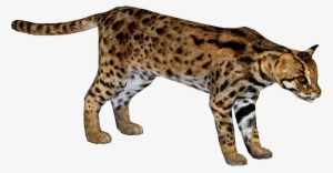 Leopard Cat - Felidae #2165641 Leopard Cat - Felidae #2165641