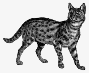 Digital Wild Cat Downloads - Wild Cat Png #2165771