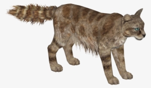 Andean Mountain Cat - Wiki #2165796