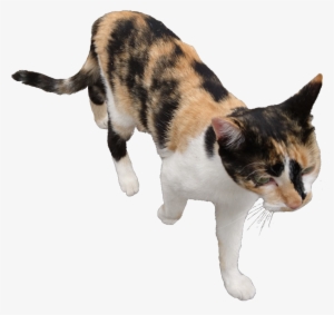 Cat Transparent Pngs ⚡ - Domestic Short-haired Cat #2165822
