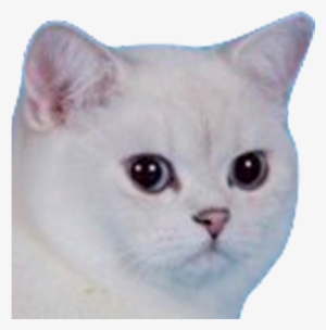 156kib, 800x450, Bielo =) - Don T Let Dumb Boys Control Your Emotions #2165957