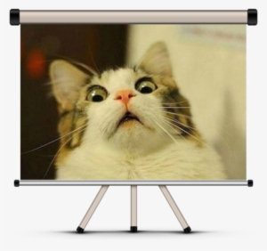 “best Cat Video” & “best Cat Picture” Contest - Funny Cat Face Meme #2165978