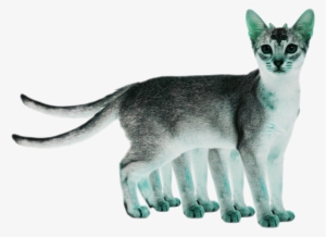 Cat Mutant - “ - White Abyssinian Cat #2165980 Cat Mutant - “ - White Abyssinian Cat #2165980