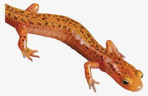 Salamander Png Clipart - Red Salamander Transparent Background #2166064